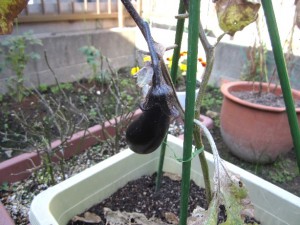 2018.12月号写真①