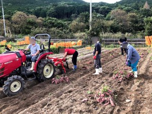 五島灘酒造芋取り作業 (18)