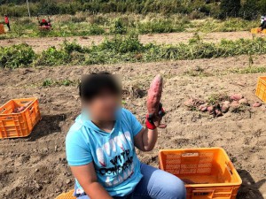 五島灘酒造芋取り作業 (2)