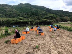 五島灘酒造芋取り作業 (23)