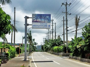 天然記念物 米原のヤエヤマヤシ群落