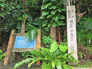 米原のヤエヤマヤシ群落