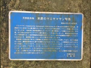 天然記念物ヤエヤマヤシ群落とは？