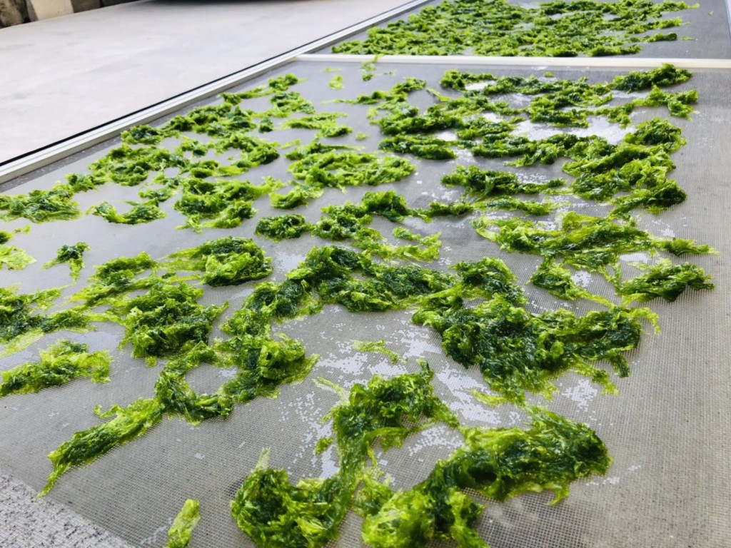 アーサー天日干し（1）