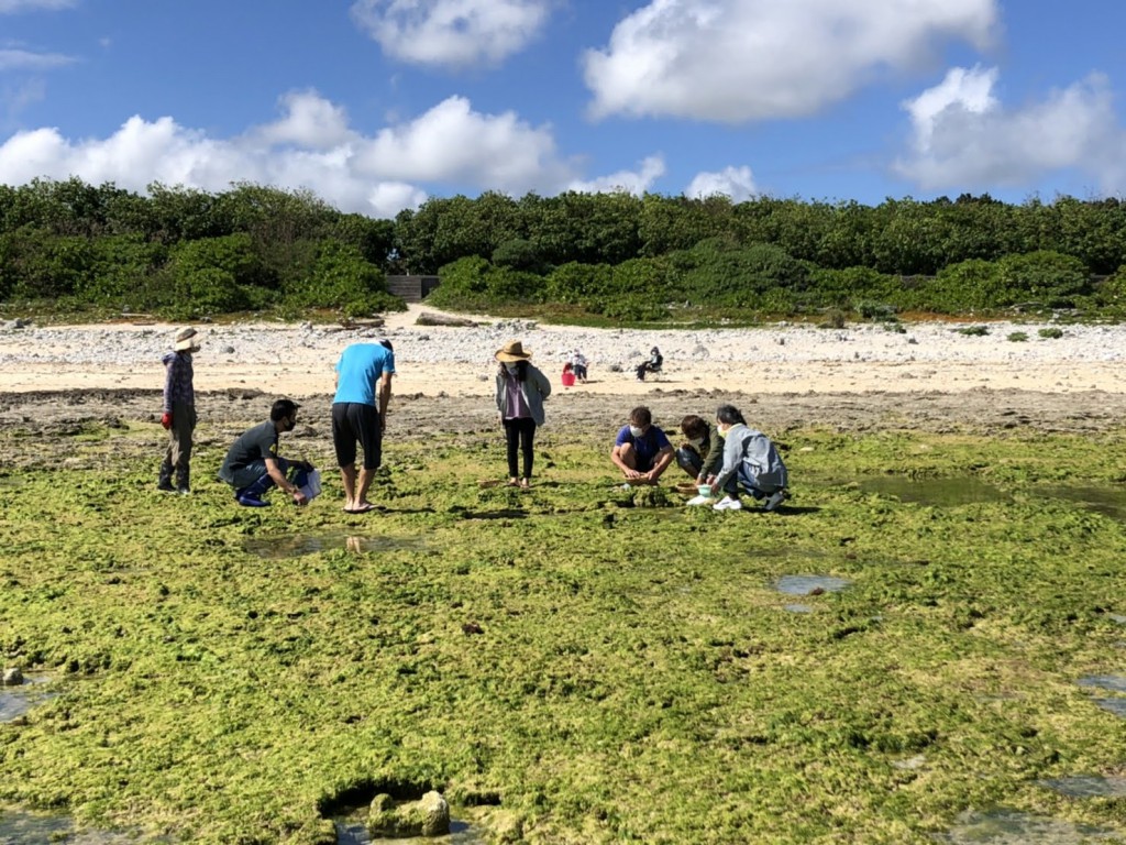 アーサー採り（2）