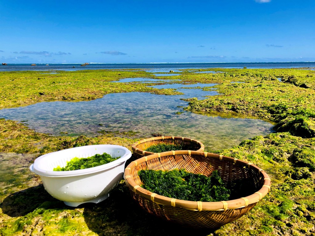 アーサー収穫！