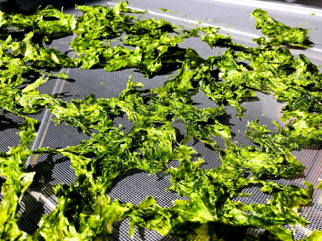 アーサー天日干し（2）