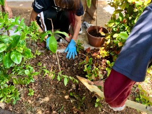 サガリバナ植樹するよ