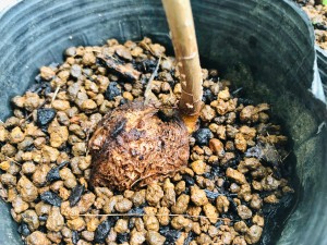 サガリバナの種