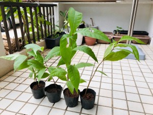 サガリバナ芽が出た