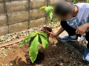 サガリバナ植樹した
