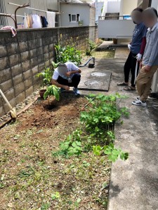 長命草は残しました
