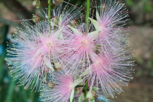 サガリバナ（フリー素材拝借①）