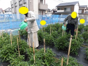 メリット青散布