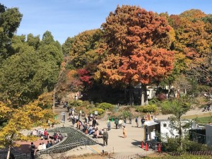 11月東山植物園③